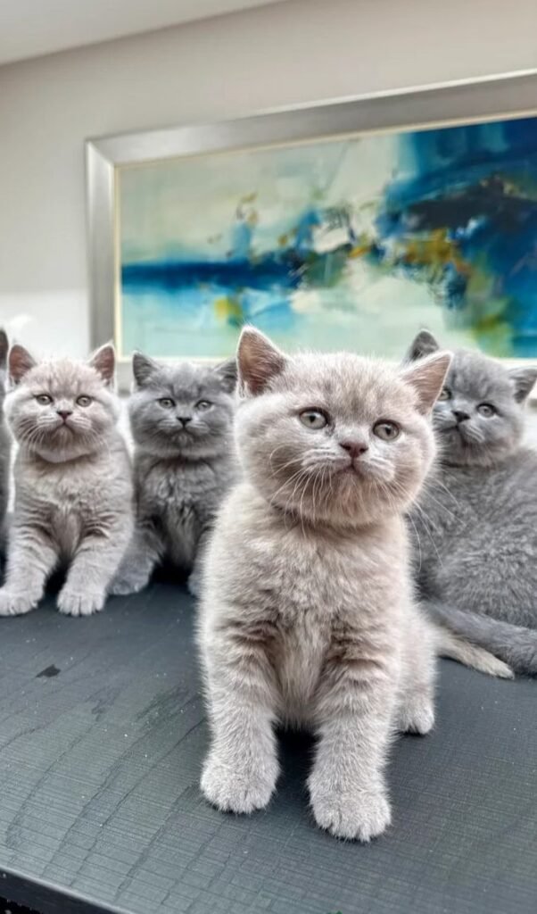 A Beginners Guide to Raising British Shorthair Kittens in Singapore
