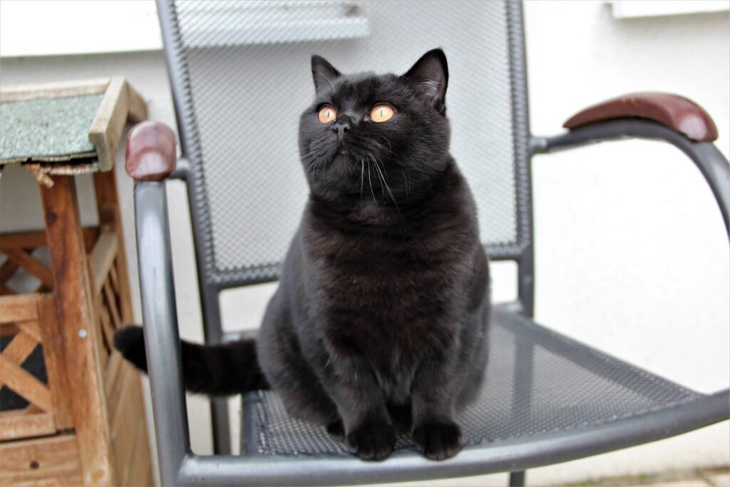 Meet the Lovable Black British Shorthair Kitten Everyones Talking About!