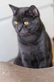 Discover Your New Best Friend: Black British Shorthair Kittens Available!