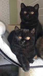 The Ultimate Checklist for Bringing Home a Black British Shorthair Kitten