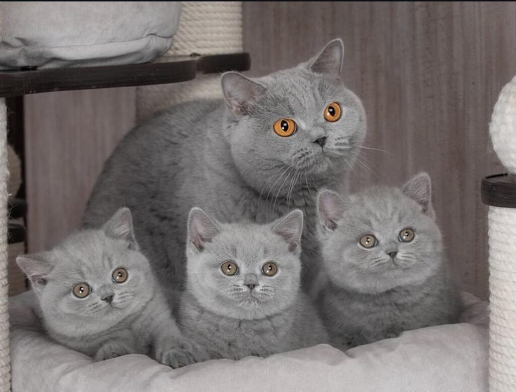 Award-Winning British Shorthair Breeders to Consider