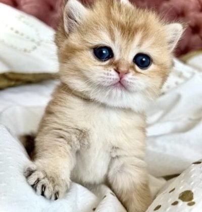 79636b27-585f-4058-bbe1-4c3f94f4208a