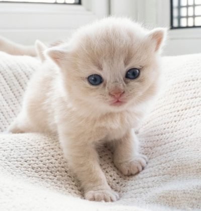 How to Spot Reputable British Shorthair Sellers Online